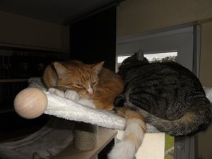 DSC01510 (1024x768).jpg