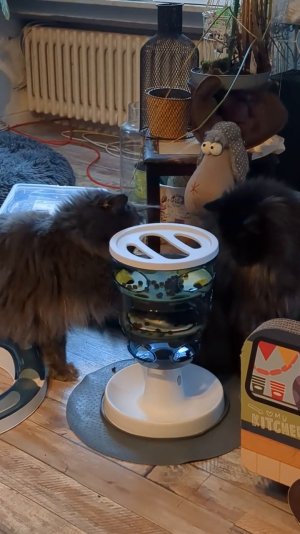 PXL_20260224_161655475.TS.mp4