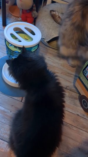 PXL_20260224_162310083.TS.mp4