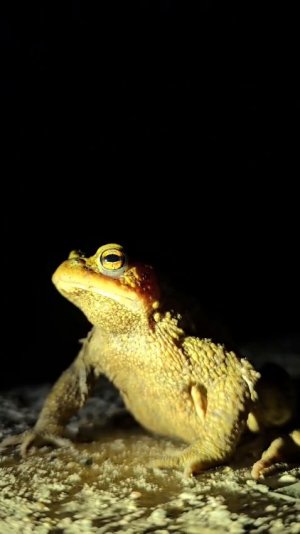 VID-20260306-WA0070_1.mp4