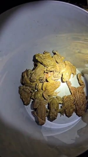 VID-20260308-WA0045_1.mp4