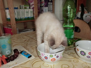 Will auch nudeln.JPG