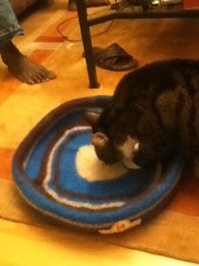 Nicky Nestchen 2.JPG