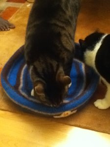 Nicky u. Hardy Nestchen 2.1.JPG