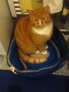 Milou Nestchen 2.1.JPG