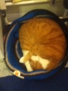 Milou Nestchen 2.3.JPG