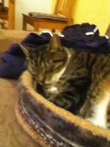 Nicky Nestchen 1.JPG