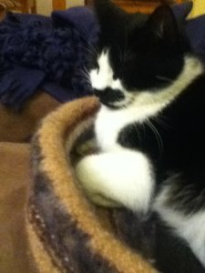 Hardy Nestchen 1.JPG