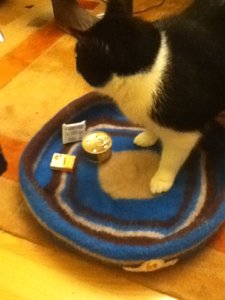 Hardy Nestchen 2.1.JPG