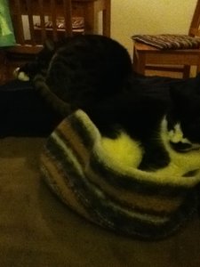 Nicky + Hardy Nestchen 1.JPG