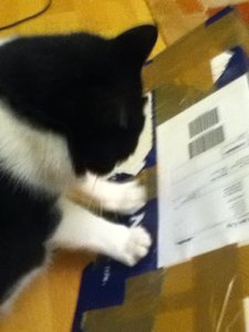 Hardy mit Karton.JPG