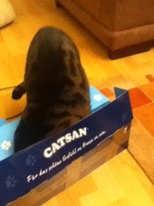 Nicky mit Karton.JPG