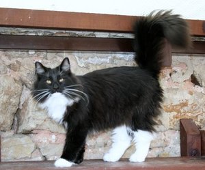 375824_279653882070278_100000770055347_737146_1113986117_n (2).jpg