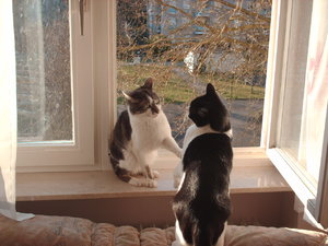 Rony und Sweet12.JPG