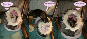 Bildschirmfoto 2012-01-28 um 19.50.41.jpg