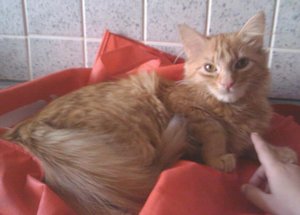 gaf auf roter taasche.jpg