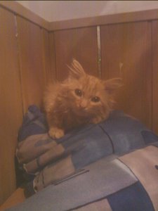 garfield auf polster.jpg