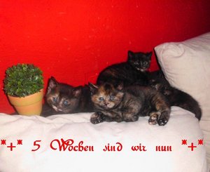 5 Wochen.jpg