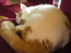 Bildtamikira 1006.jpg