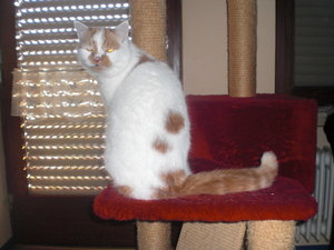 Bildtamikira 1634.jpg