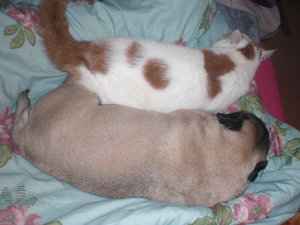 Bildtamikira 1856.jpg