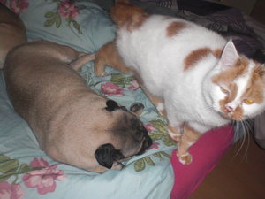 Bildtamikira 1858.jpg