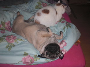 Bildtamikira 1863.jpg