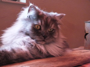 Azula und Chico 043.JPG