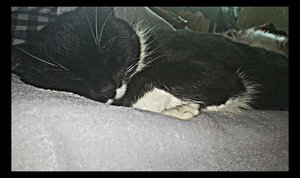 DSC_1725-2 - Hagrid,Black.jpg