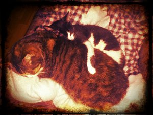 DSC_1399 - Ivan,Vignette,Rustic1.jpg