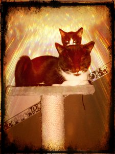 DSC_1524 - Harry,Devine,Rustic.jpg