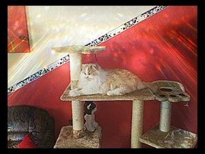 DSC_1729 - Hagrid,Devine,Black.jpg