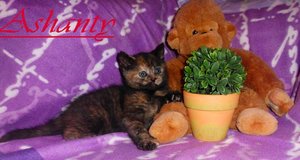 Ashanty 6 Wochen.jpg