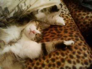 2011-11-29 20.54.14.jpg