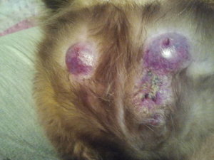 2012-02-09 20.27.15.jpg