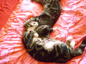 beide am kuscheln.jpg