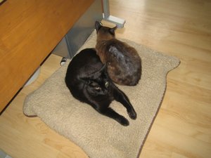 Kater - Kater udn nochmals Kater 001.jpg