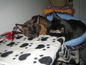 kuschel - baustelle und ratten 017.jpg