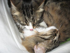 19.02.2012 Kater 028.JPG