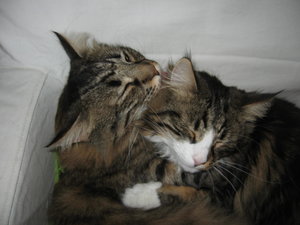 19.02.2012 Kater 029.JPG