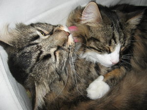 19.02.2012 Kater 030.JPG