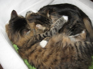 19.02.2012 Kater 031.JPG