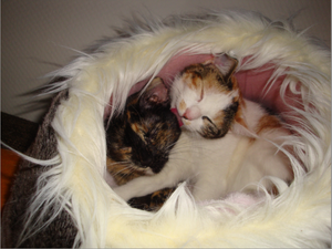 Bildschirmfoto 2012-02-23 um 17.29.39.png