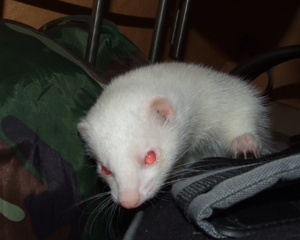 kl Entdeckerloki.png