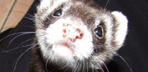 kl Odin Detail 2.png