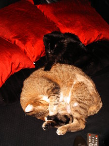 Felix und Zoey 143.jpg