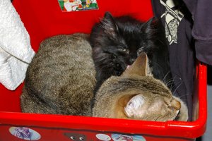 Felix und Zoey 071.jpg