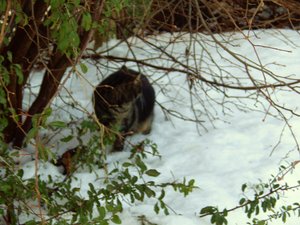 Winterwounderland II.Dez.2009 017.jpg