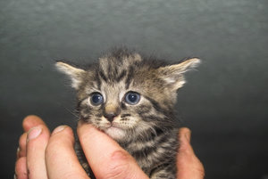 kleine Gismo omas katze.jpg