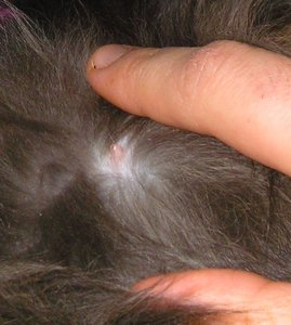 zitzen bijou 25.2 004.JPG